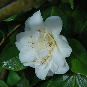 Plant Photo 5