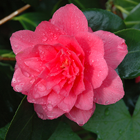 Plant Photo 3