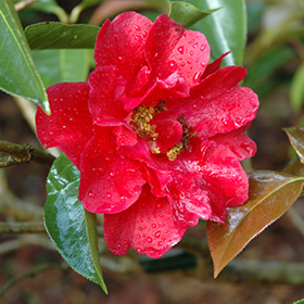 Plant Photo 9