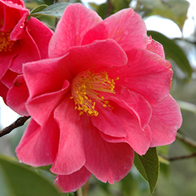 Plant Photo 8