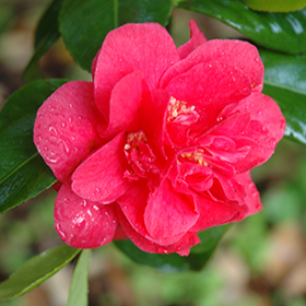 Plant Photo 8