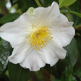 Plant Photo 1