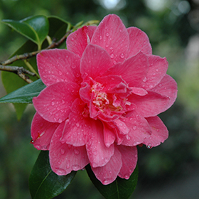 Plant Photo 1