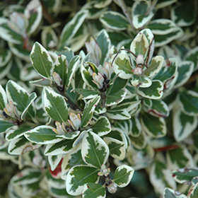 Plant Photo 4