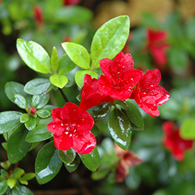 Plant Photo 2
