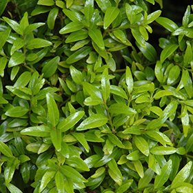 Plant Photo 2