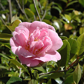 Plant Photo 10