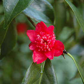 Plant Photo 6