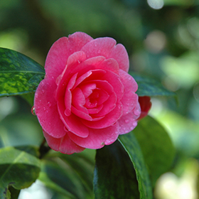 Plant Photo 10