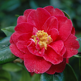 Plant Photo 10