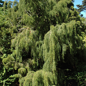 Plant Photo 1