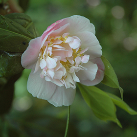 Plant Photo 7