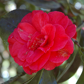 Plant Photo 3