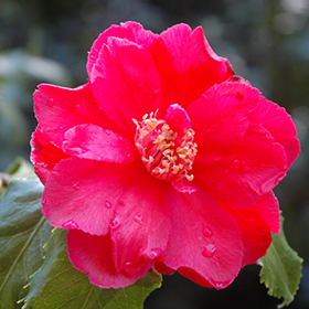 Plant Photo 7