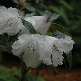 Plant Photo 10