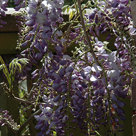 Plant Photo 4