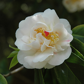 Plant Photo 4