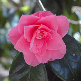 Plant Photo 7