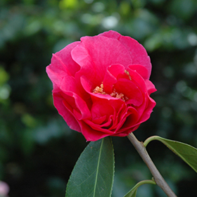 Plant Photo 8