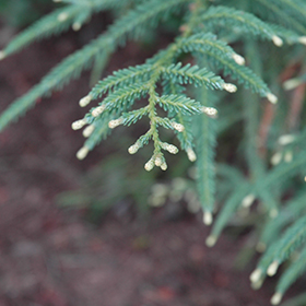 Plant Photo 8