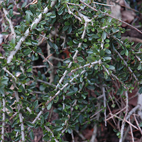 Plant Photo 3