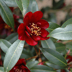 Plant Photo 7