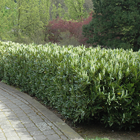 Hedge Shrub Photo