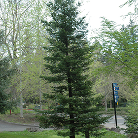 Plant Photo 7
