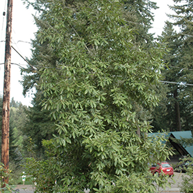 Plant Photo 7