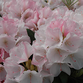 Plant Photo 9