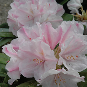 Plant Photo 4