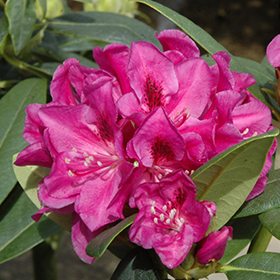 Plant Photo 5