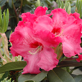 Plant Photo 9