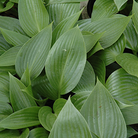 Plant Photo 8
