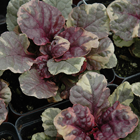 Plant Photo 2