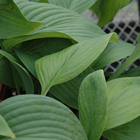 Plant Photo 1