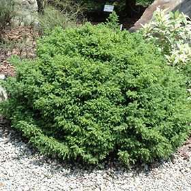 Plant Photo 9