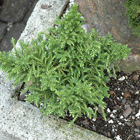 Plant Photo 4