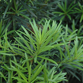Plant Photo 5