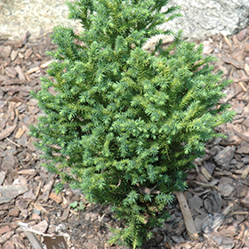 Plant Photo 6