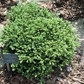 Plant Photo 3