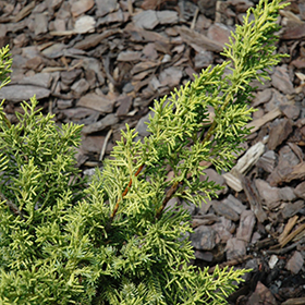 Plant Photo 5