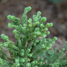 Plant Photo 3