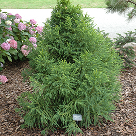 Plant Photo 5