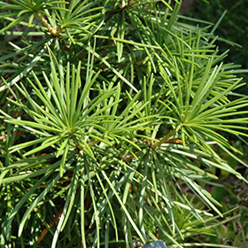 Plant Photo 5