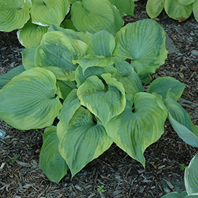 Plant Photo 10