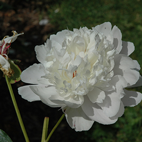 Plant Photo 3