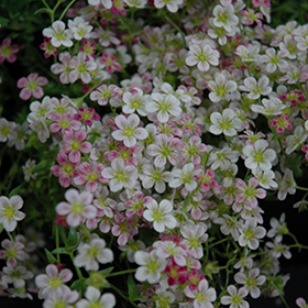 Plant Photo 1