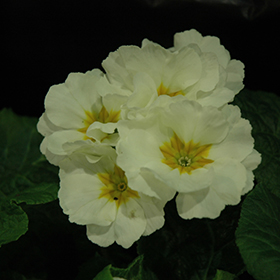 Plant Photo 4