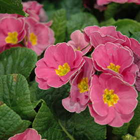 Plant Photo 1